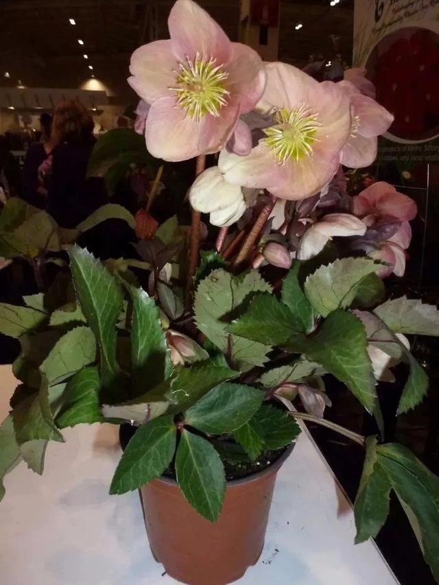 树荫下种些耐阴的观赏花，这几种不可错过，观赏性都不错