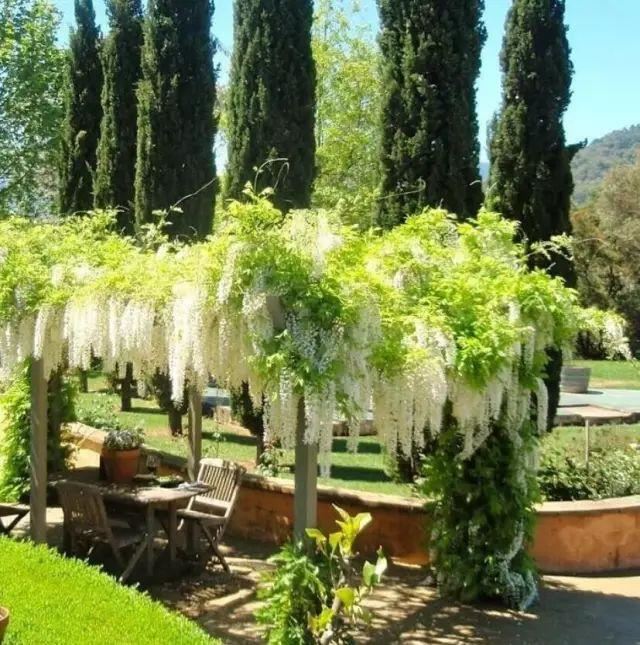 紫藤品种介绍集锦,你喜欢的是哪一种? 紫藤品种介绍集锦,你喜欢的是哪一种?