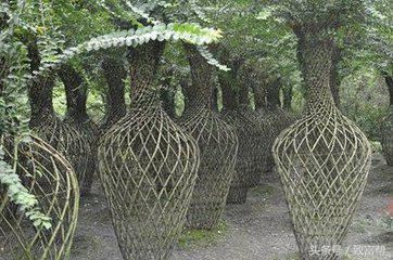 手把手教你把100元的花木卖到1000元,从卖产品到卖创意 手把手教你把100元的花木卖到1000元,从卖产品到卖创意