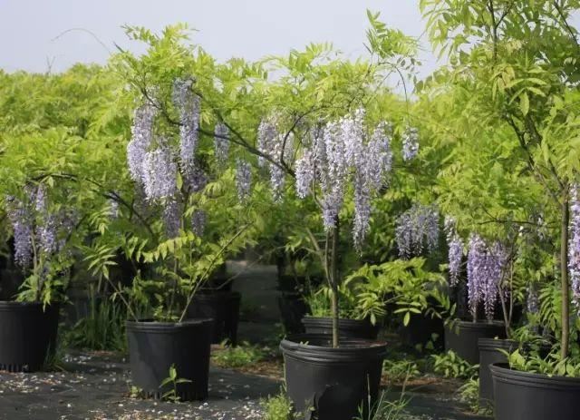 紫藤品种介绍集锦,你喜欢的是哪一种? 紫藤品种介绍集锦,你喜欢的是哪一种?