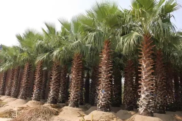 在南方旅游,路边这40种常见花木,你认识多少种? 在南方旅游,路边这40种常见花木,你认识多少种?