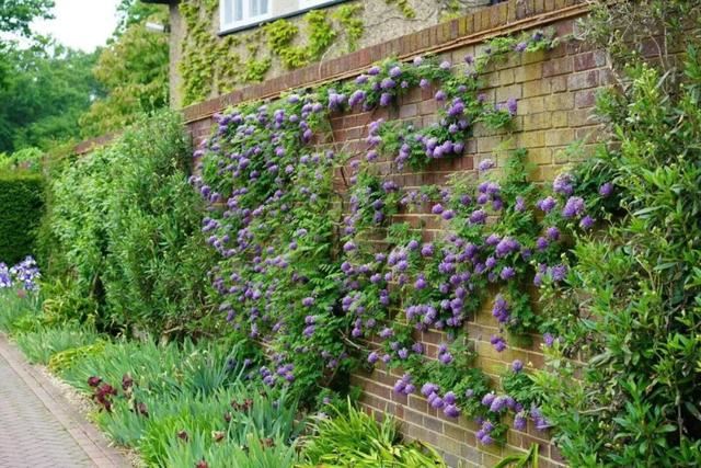 紫藤品种介绍集锦,你喜欢的是哪一种? 紫藤品种介绍集锦,你喜欢的是哪一种?