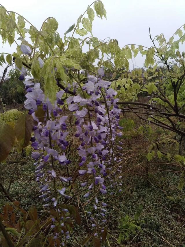 紫藤品种介绍集锦,你喜欢的是哪一种? 紫藤品种介绍集锦,你喜欢的是哪一种?