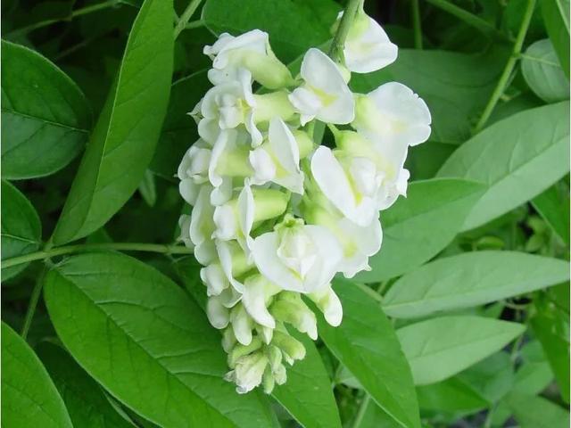 紫藤品种介绍集锦,你喜欢的是哪一种? 紫藤品种介绍集锦,你喜欢的是哪一种?