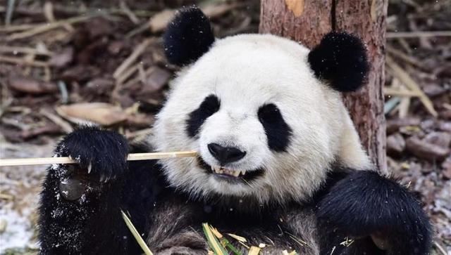 2020，国家公园要来了