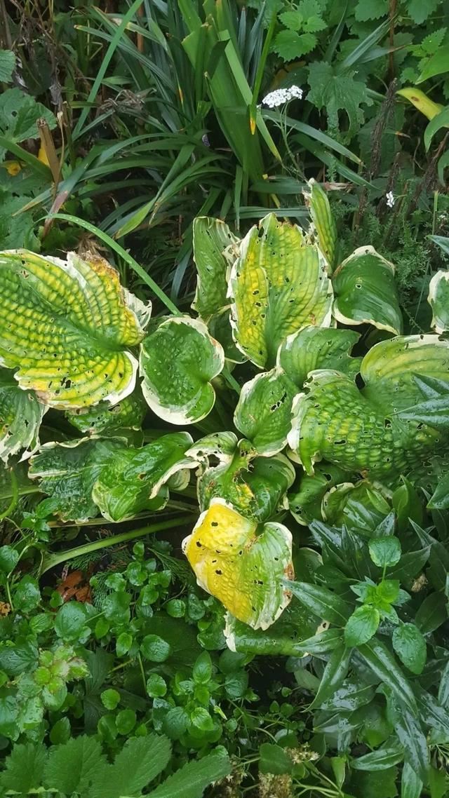 树荫下种些耐阴的观赏花，这几种不可错过，观赏性都不错
