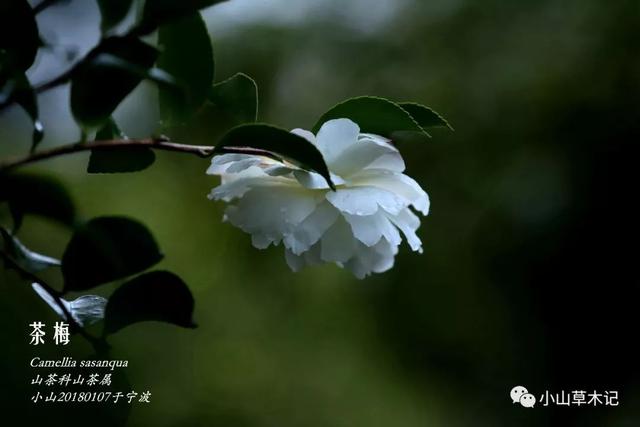 茶梅 | 冬日看花花灼灼 茶梅 | 冬日看花花灼灼