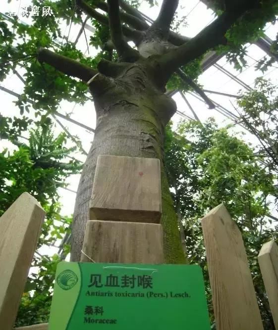 在南方旅游,路边这40种常见花木,你认识多少种? 在南方旅游,路边这40种常见花木,你认识多少种?