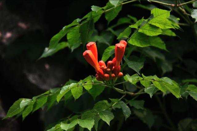 植物图鉴:厚萼凌霄 植物图鉴:厚萼凌霄