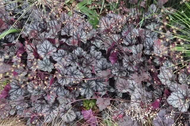 树荫下种些耐阴的观赏花，这几种不可错过，观赏性都不错