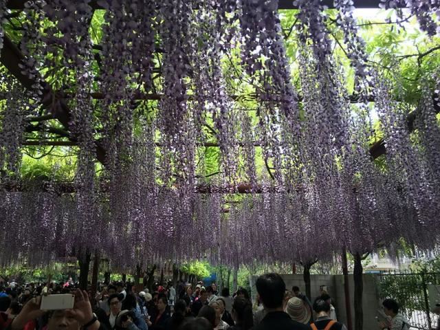 紫藤品种介绍集锦,你喜欢的是哪一种? 紫藤品种介绍集锦,你喜欢的是哪一种?