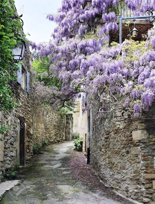 紫藤品种介绍集锦,你喜欢的是哪一种? 紫藤品种介绍集锦,你喜欢的是哪一种?