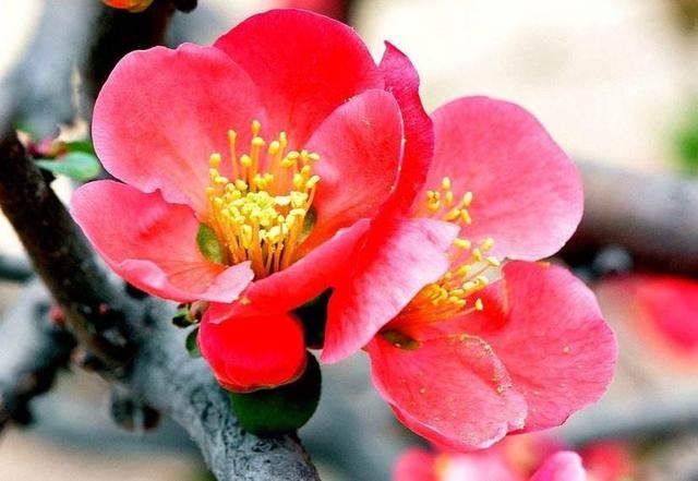 海棠有四品，犹爱垂丝海棠