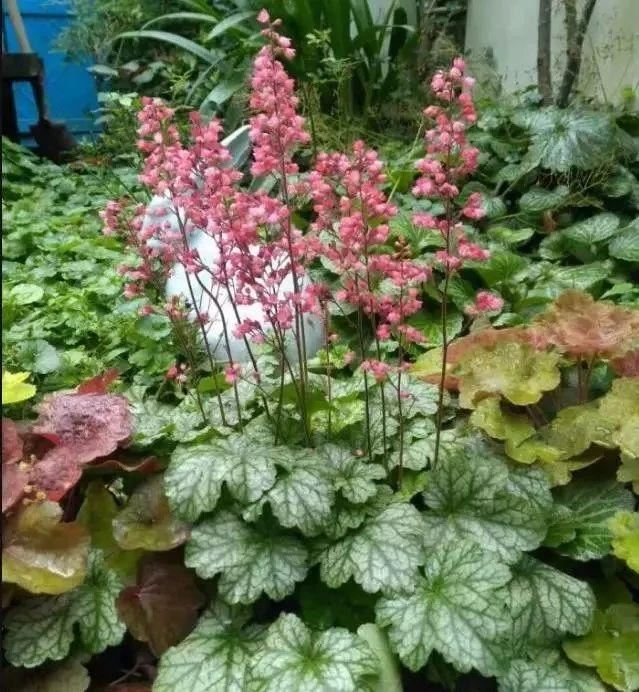 树荫下种些耐阴的观赏花，这几种不可错过，观赏性都不错