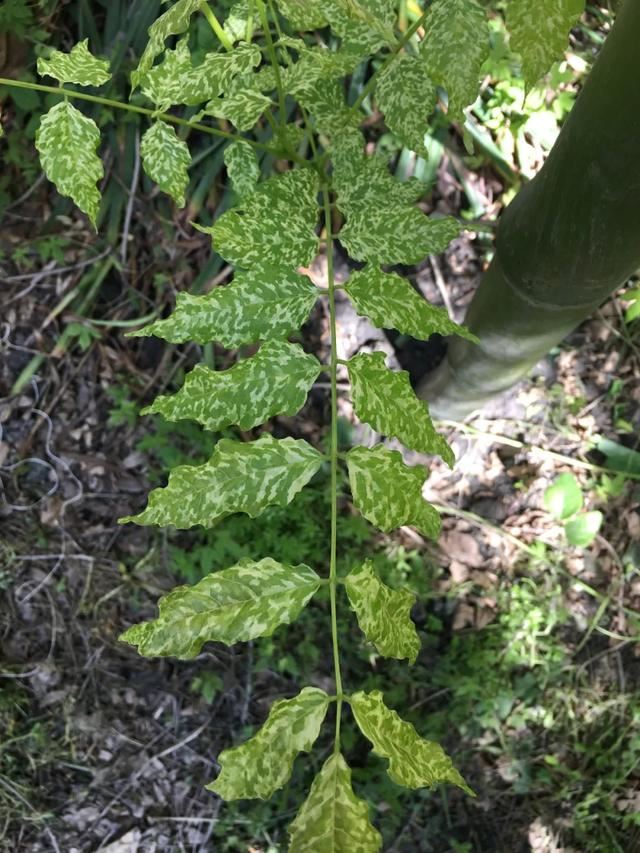 紫藤品种介绍集锦,你喜欢的是哪一种? 紫藤品种介绍集锦,你喜欢的是哪一种?