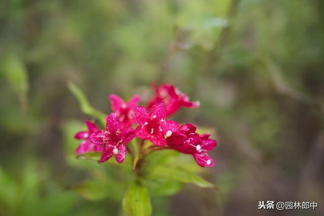 路边的一种红色小花，虽不起眼，却有着贵气的名字——红王子锦带