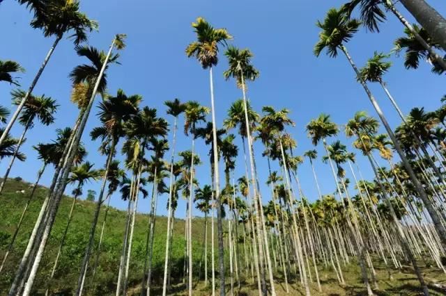 在南方旅游,路边这40种常见花木,你认识多少种? 在南方旅游,路边这40种常见花木,你认识多少种?