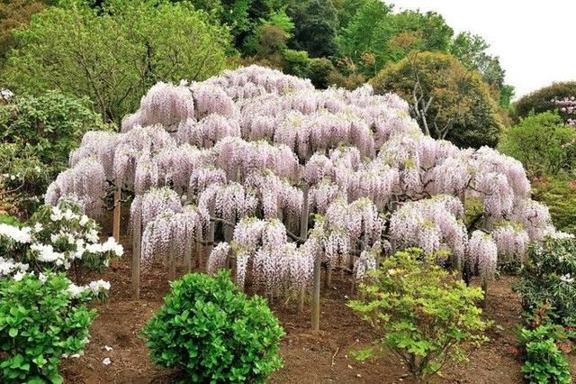 紫藤品种介绍集锦,你喜欢的是哪一种? 紫藤品种介绍集锦,你喜欢的是哪一种?