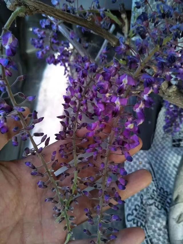 紫藤品种介绍集锦,你喜欢的是哪一种? 紫藤品种介绍集锦,你喜欢的是哪一种?