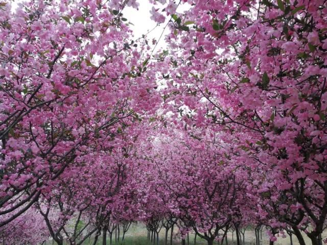 海棠有四品，犹爱垂丝海棠