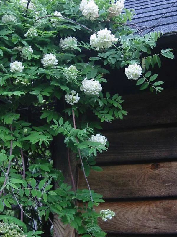 紫藤品种介绍集锦,你喜欢的是哪一种? 紫藤品种介绍集锦,你喜欢的是哪一种?