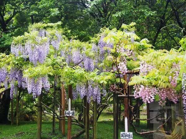 紫藤品种介绍集锦,你喜欢的是哪一种? 紫藤品种介绍集锦,你喜欢的是哪一种?