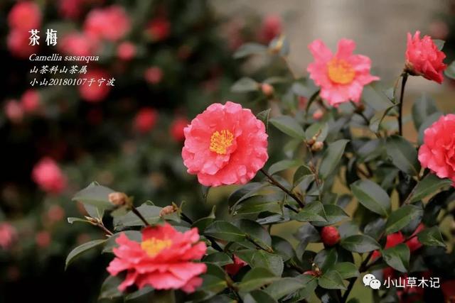 茶梅 | 冬日看花花灼灼 茶梅 | 冬日看花花灼灼