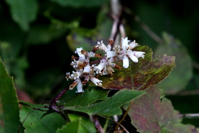 植物图鉴:金灯藤 植物图鉴:金灯藤