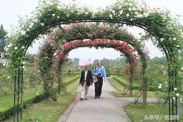 手把手教你把100元的花木卖到1000元,从卖产品到卖创意 手把手教你把100元的花木卖到1000元,从卖产品到卖创意