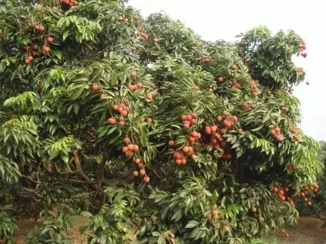 在南方旅游,路边这40种常见花木,你认识多少种? 在南方旅游,路边这40种常见花木,你认识多少种?