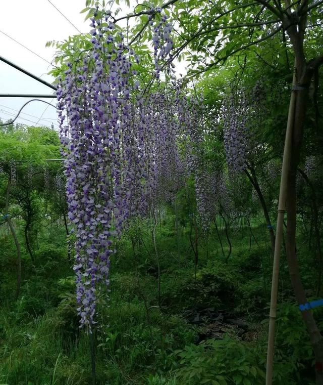 紫藤品种介绍集锦,你喜欢的是哪一种? 紫藤品种介绍集锦,你喜欢的是哪一种?