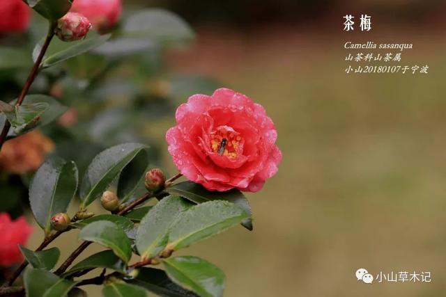 茶梅 | 冬日看花花灼灼 茶梅 | 冬日看花花灼灼