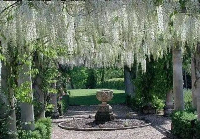 紫藤品种介绍集锦,你喜欢的是哪一种? 紫藤品种介绍集锦,你喜欢的是哪一种?