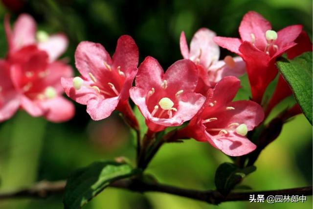 路边的一种红色小花，虽不起眼，却有着贵气的名字——红王子锦带