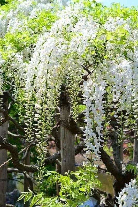 紫藤品种介绍集锦,你喜欢的是哪一种? 紫藤品种介绍集锦,你喜欢的是哪一种?