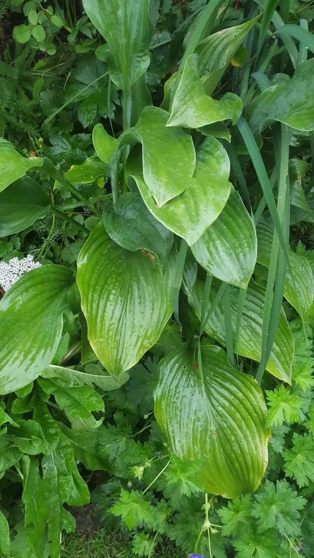 树荫下种些耐阴的观赏花，这几种不可错过，观赏性都不错