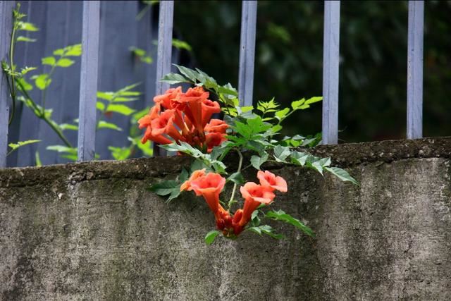 植物图鉴:厚萼凌霄 植物图鉴:厚萼凌霄