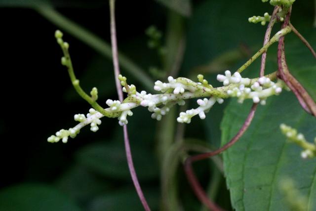 植物图鉴:金灯藤 植物图鉴:金灯藤