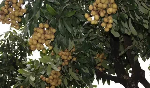 在南方旅游,路边这40种常见花木,你认识多少种? 在南方旅游,路边这40种常见花木,你认识多少种?