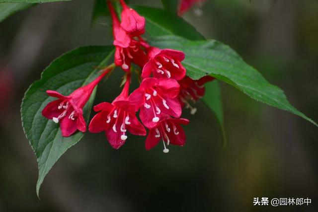 路边的一种红色小花，虽不起眼，却有着贵气的名字——红王子锦带