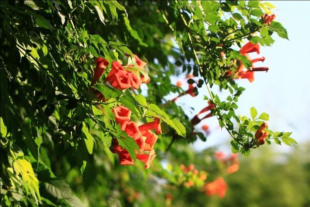 植物图鉴:厚萼凌霄 植物图鉴:厚萼凌霄