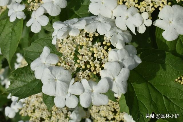 中式庭院八大名花，总有一款打动你