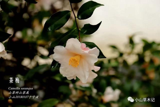 茶梅 | 冬日看花花灼灼 茶梅 | 冬日看花花灼灼