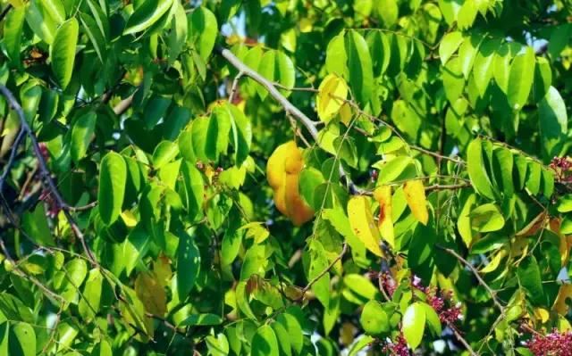 在南方旅游,路边这40种常见花木,你认识多少种? 在南方旅游,路边这40种常见花木,你认识多少种?