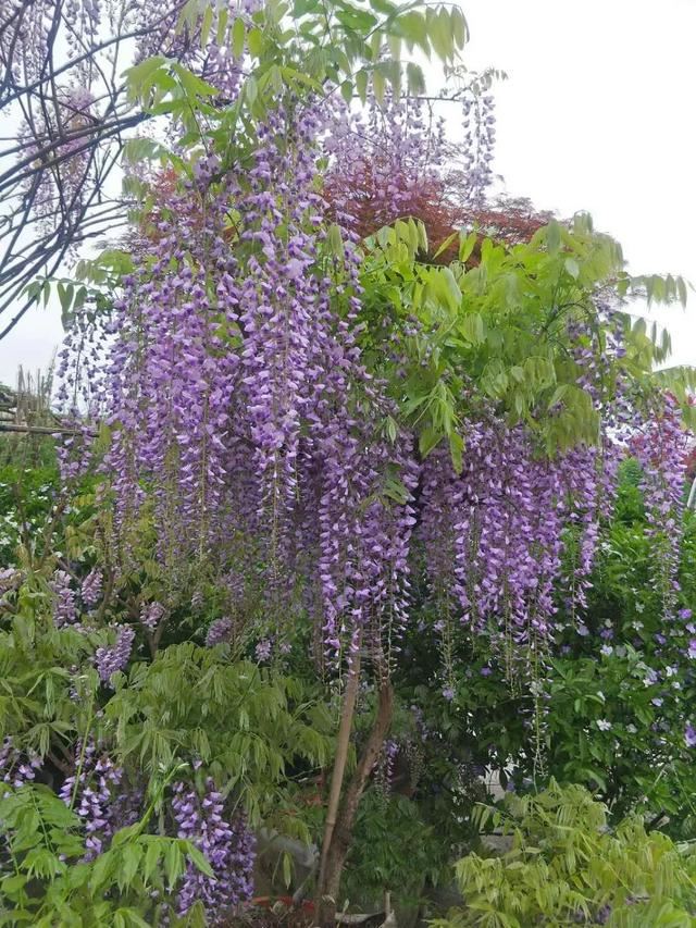 紫藤品种介绍集锦,你喜欢的是哪一种? 紫藤品种介绍集锦,你喜欢的是哪一种?