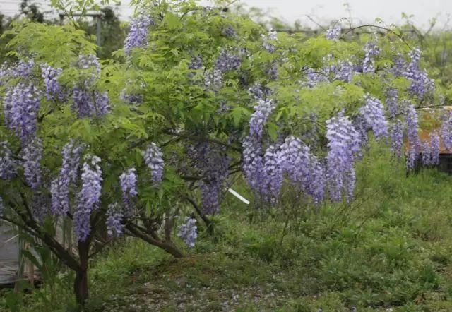 紫藤品种介绍集锦,你喜欢的是哪一种? 紫藤品种介绍集锦,你喜欢的是哪一种?