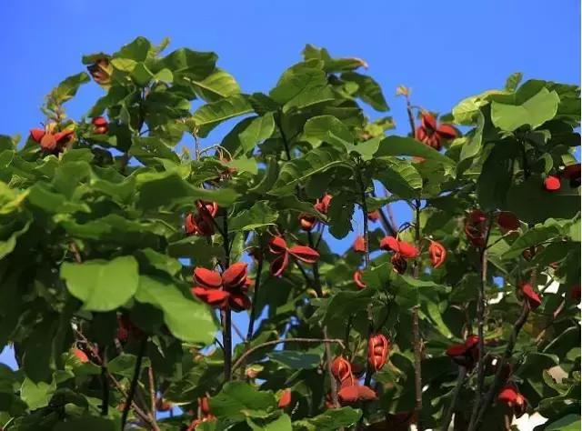 在南方旅游,路边这40种常见花木,你认识多少种? 在南方旅游,路边这40种常见花木,你认识多少种?