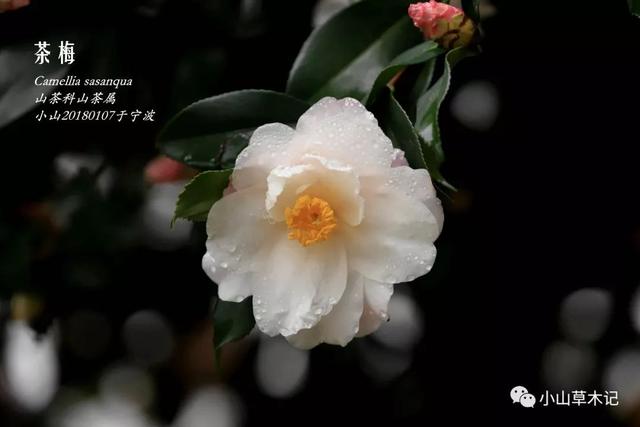 茶梅 | 冬日看花花灼灼 茶梅 | 冬日看花花灼灼