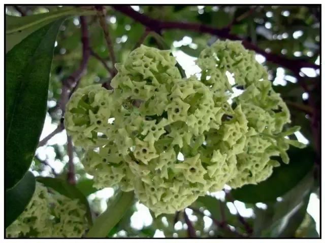 在南方旅游,路边这40种常见花木,你认识多少种? 在南方旅游,路边这40种常见花木,你认识多少种?