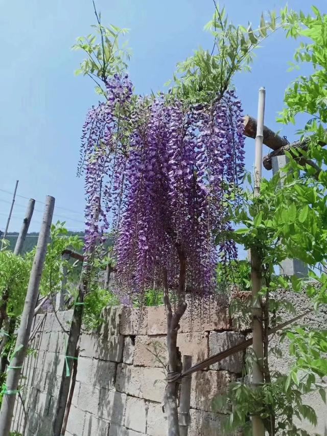 紫藤品种介绍集锦,你喜欢的是哪一种? 紫藤品种介绍集锦,你喜欢的是哪一种?